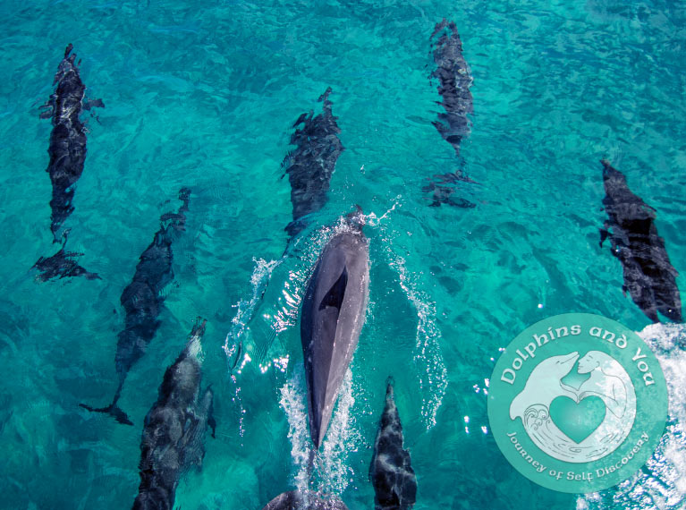 Dolphins & You (Dolphin Watch + Turtle Swim & Lunch) – Turtle