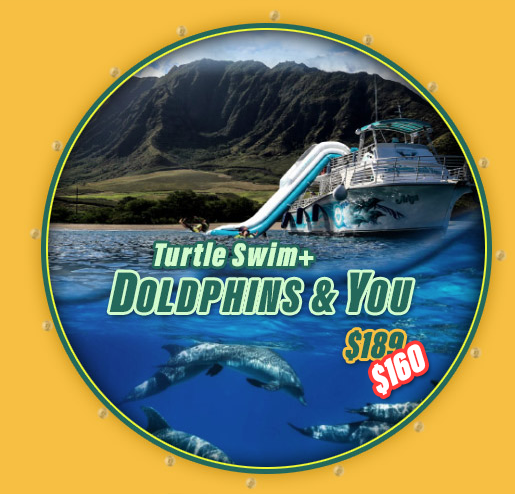 sea turtle tour hawaii