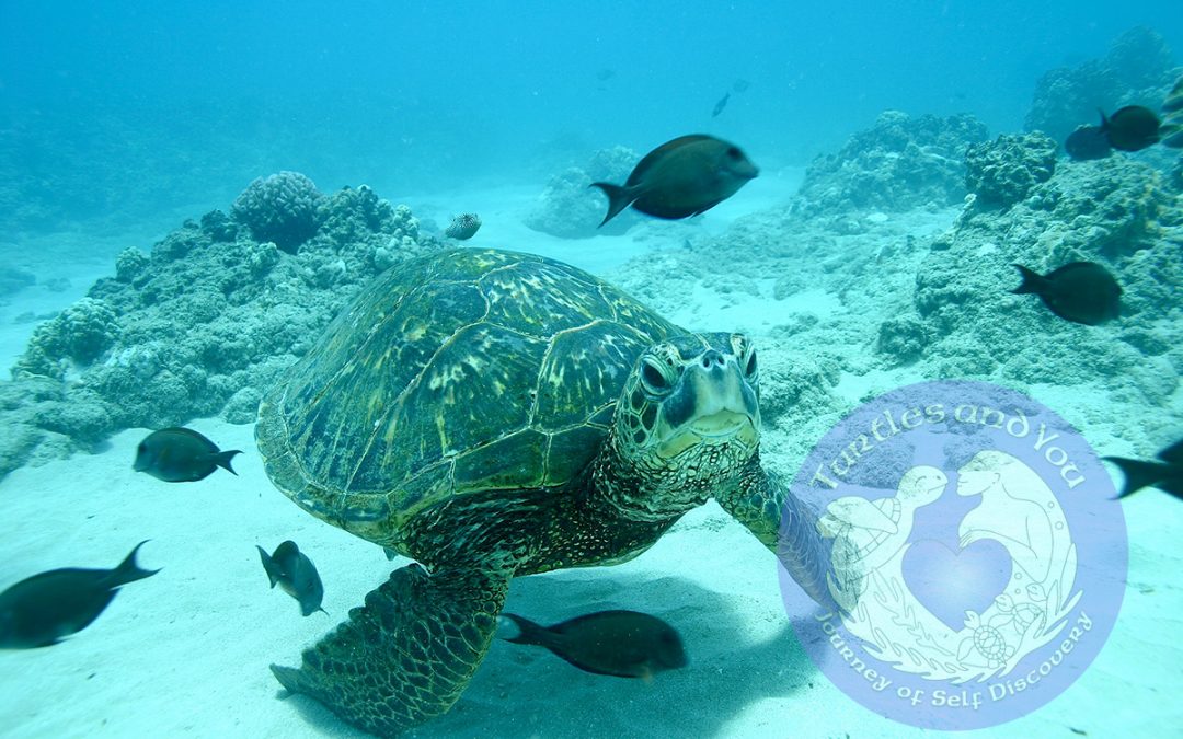 What type of fish eat off of Sea Turtles shells?