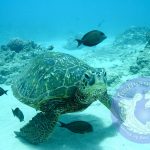 What type of fish eat off of Sea Turtles shells?