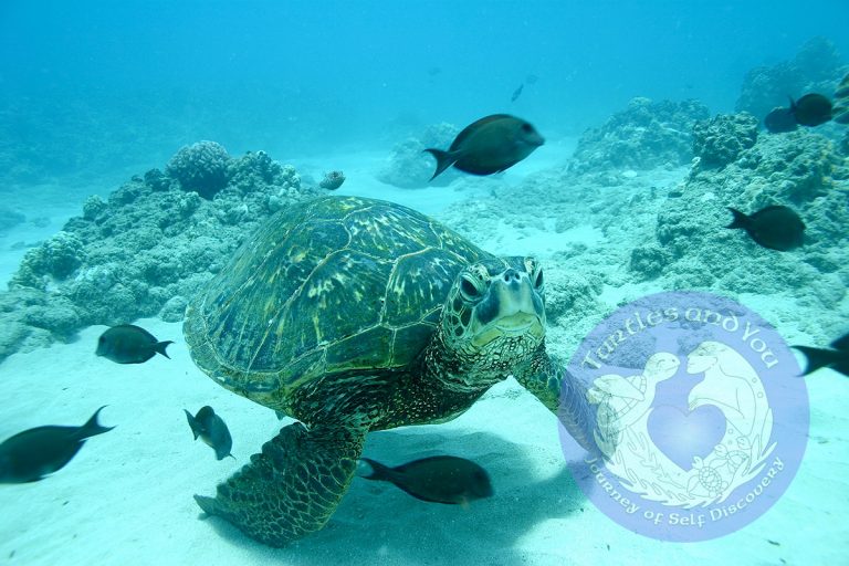 What type of fish eat off of Sea Turtles shells?