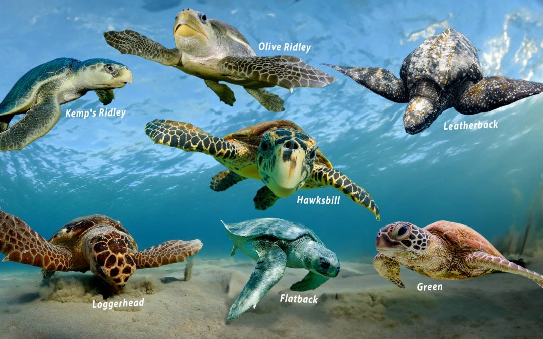 How many known Turtles live in the Sea?