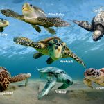 How many known Turtles live in the Sea?