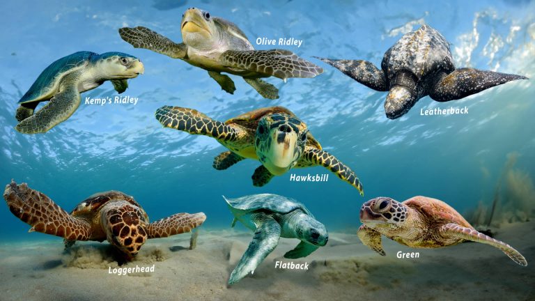 How many known Turtles live in the Sea?
