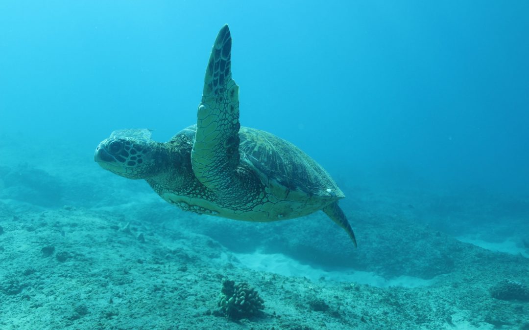 How long can Hawaiian Sea Turtles hold their breath?
