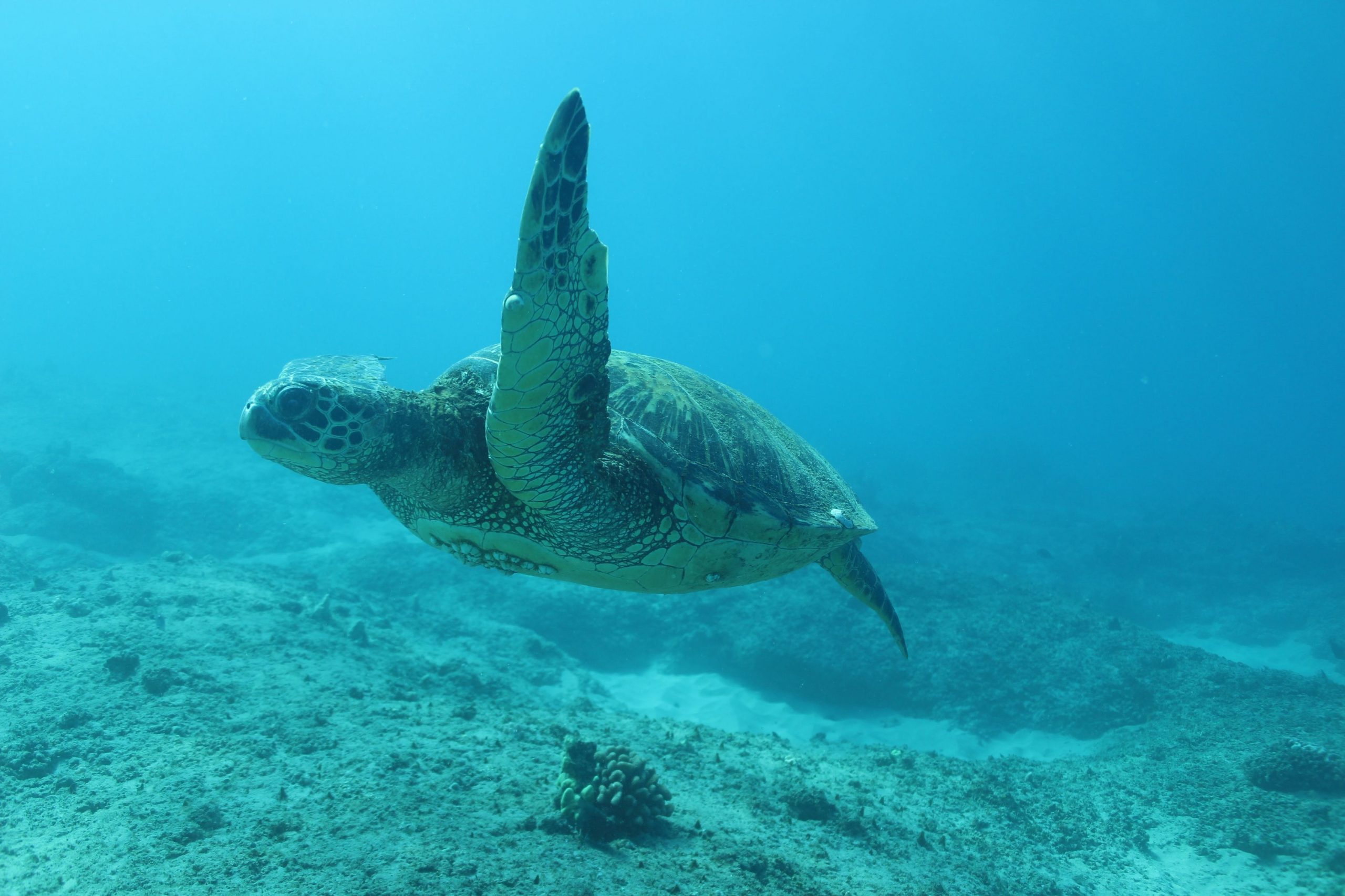 How long can Hawaiian Sea Turtles hold their breath?