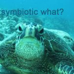 The Importance of Coral Reefs for Hawaii’s Sea Turtles