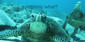 The Importance of Coral Reefs for Hawaii’s Sea Turtles