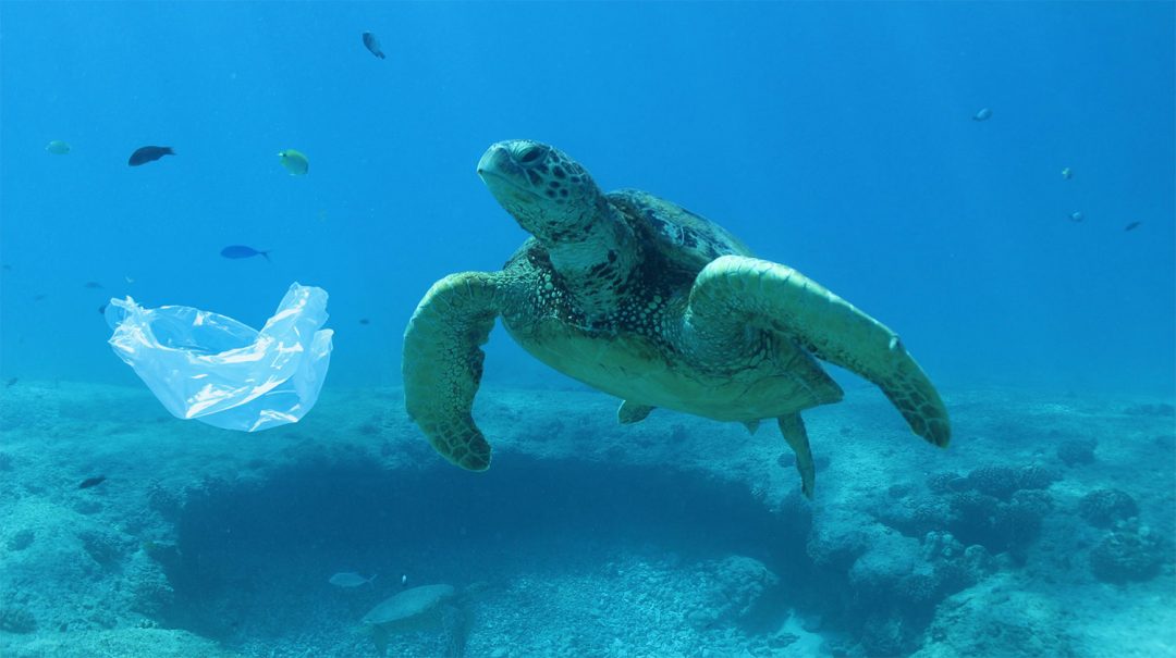 Sea Turtles and Plastic Pollution: A Growing Threat - Turtle Snorkeling ...