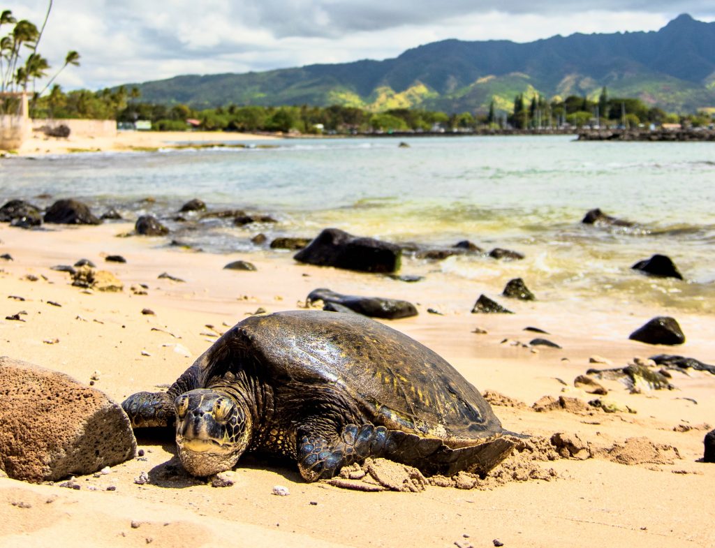 Turtle Beach Oahu  Protected Sea Turtle Sanctuary