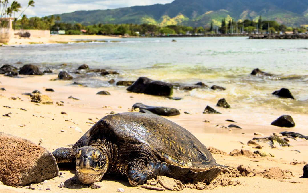 Aloha, Shell-mate! Meet the Charming Resident of Oahu’s Sandy Shores