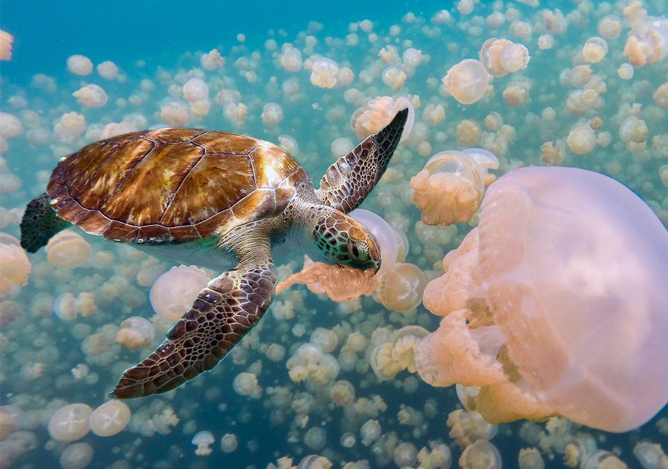 Feeding Frenzy: A Deep Dive into Sea Turtles’ Culinary World and the Mysteries of Jellyfish Stings