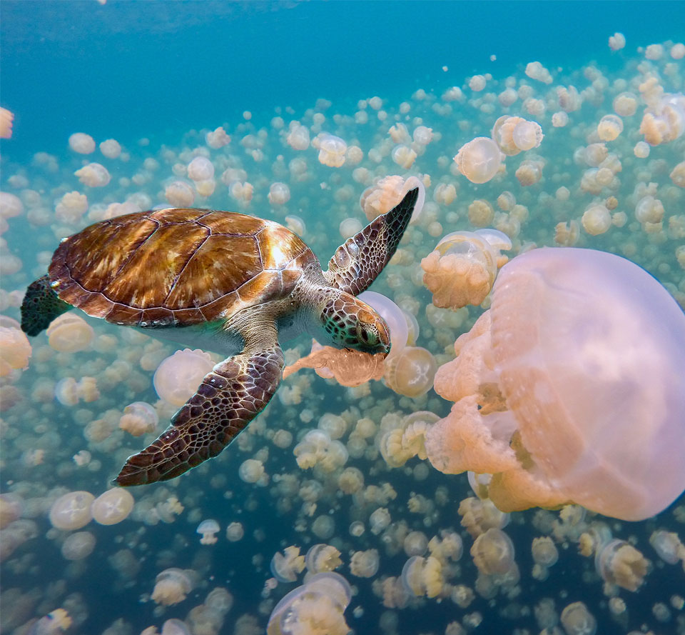 Feeding Frenzy: A Deep Dive into Sea Turtles' Culinary World and the Mysteries of Jellyfish Stings