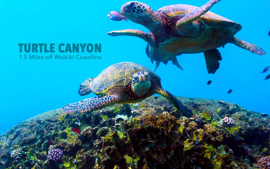 Oahu’s Top 5 places for Turtle Snorkeling