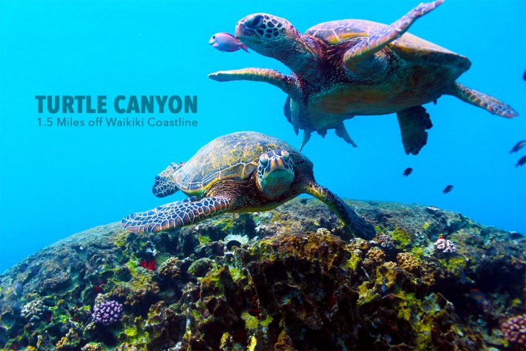 Oahu’s Top 5 places for Turtle Snorkeling