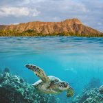 How deep is Turtle Canyon?