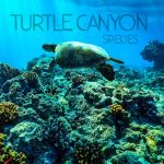 All the known species at Turtle Canyon