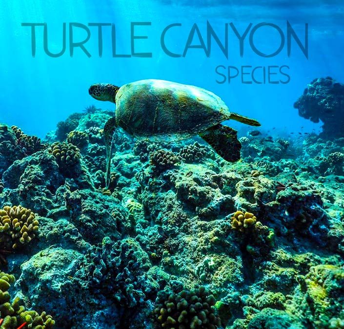 All the known species at Turtle Canyon