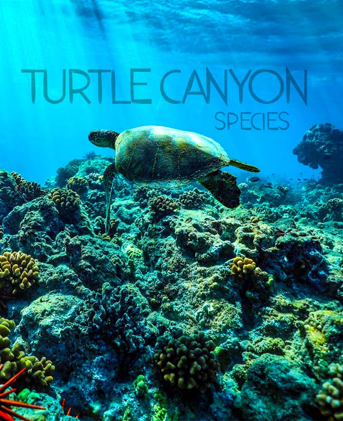 All the known species at Turtle Canyon