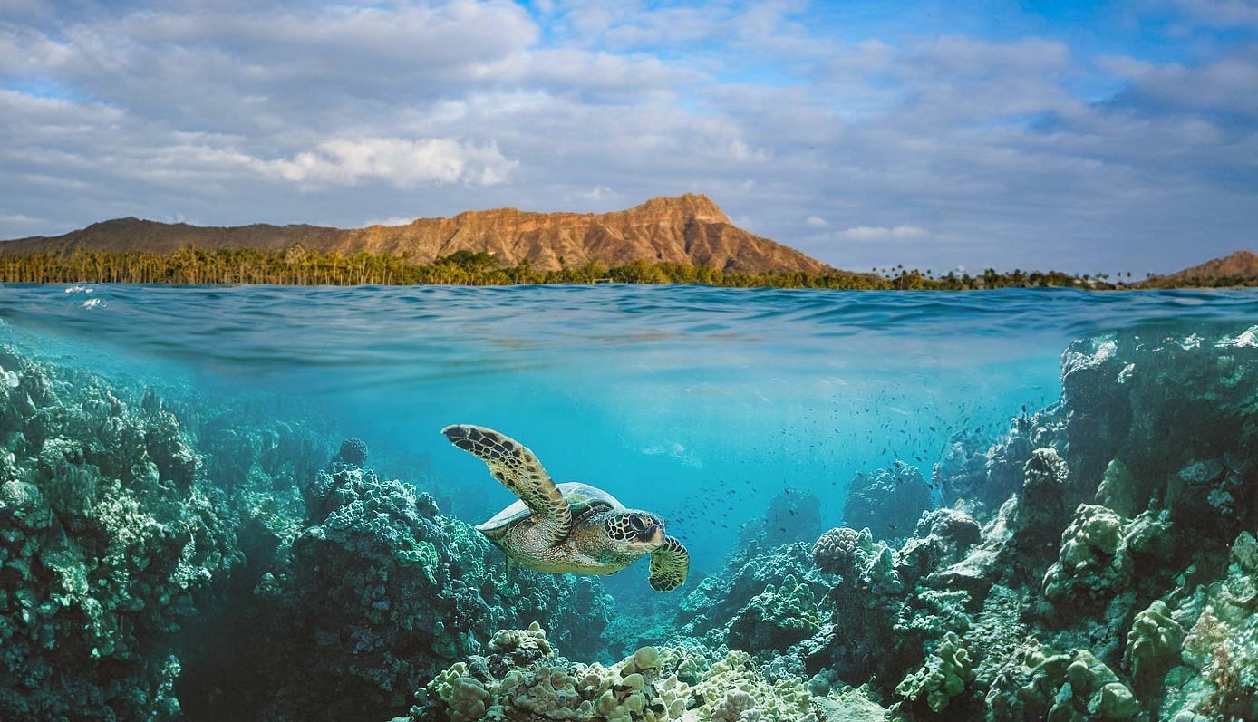 How deep is Turtle Canyon? - Turtle Snorkeling Oahu ~ Turtles and You