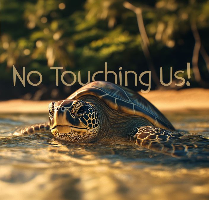 Can you pet or touch a sea turtle in Hawaii?