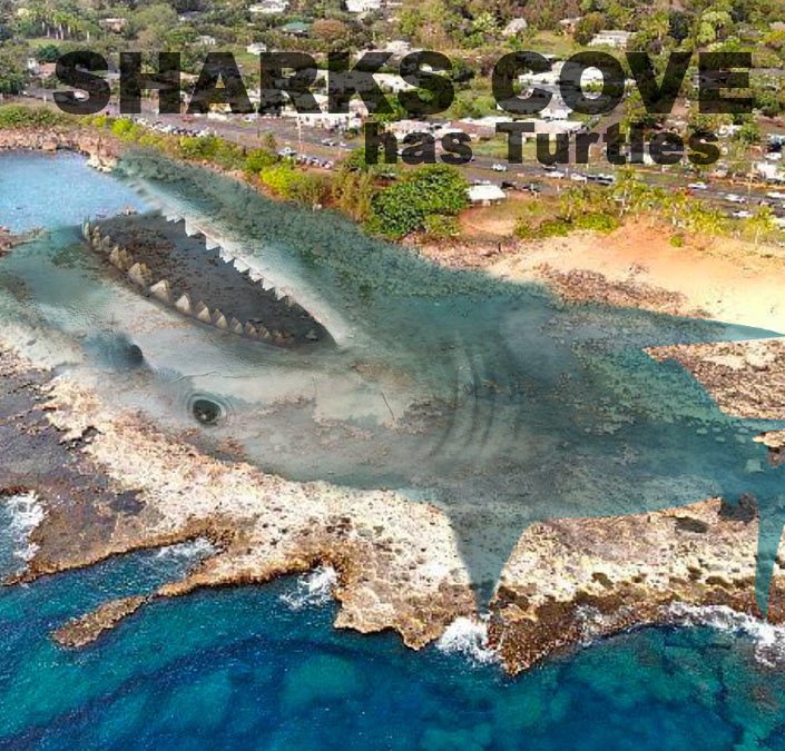 Are there turtles at Shark’s Cove on Oahu?