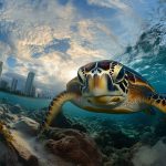 Fins or No Fins? The Best Way to Snorkel with Turtles in Oahu
