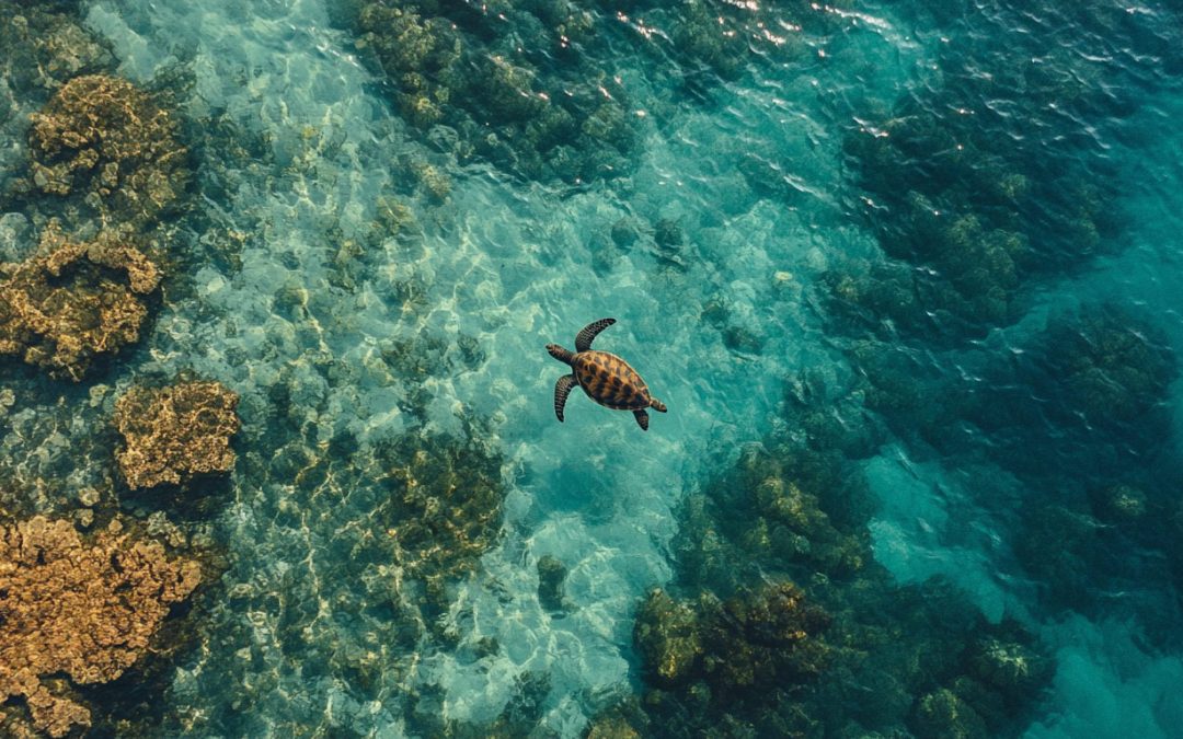 Snorkeling with Turtles in Oahu: Timing It Right for the Best Encounter