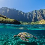 Best Turtle Snorkeling in Hawaii: Which Island Wins?