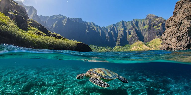 Which Hawaii Island has the best Turtle Snorkeling? Oahu, Maui, Big Island or Kauai