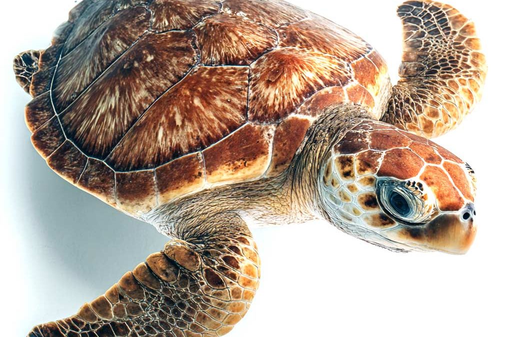 Where to go Snorkeling with Turtles in Oahu’s Cooler Months
