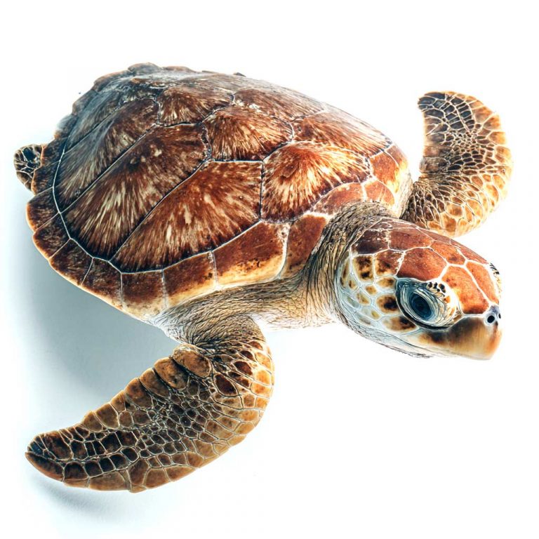 Where to go Snorkeling with Turtles in Oahu’s Cooler Months