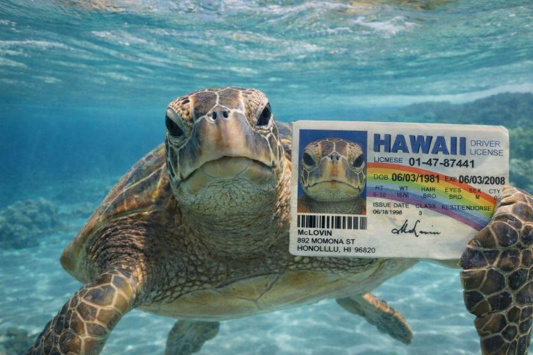 How Photo ID Is Changing the Way We Track FP in Sea Turtles