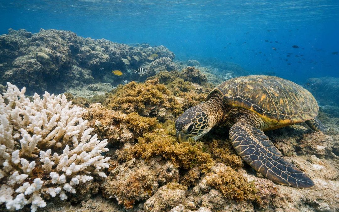 Coral Bleaching in 2026: How Reef Loss Is Changing Turtle Feeding Grounds on Oahu