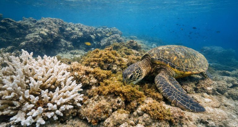 Coral Bleaching in 2026: How Reef Loss Is Changing Turtle Feeding Grounds on Oahu