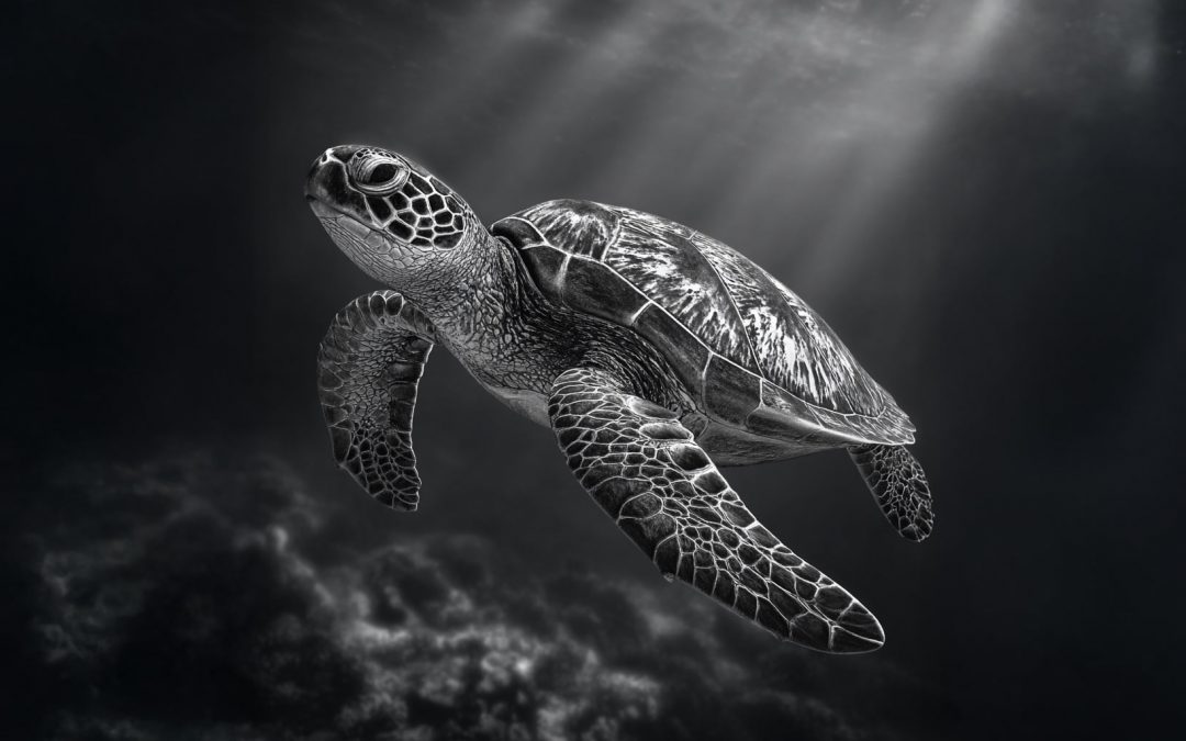 Are You Stressing Out the Sea Turtles? What Snorkelers Should Know in 2026