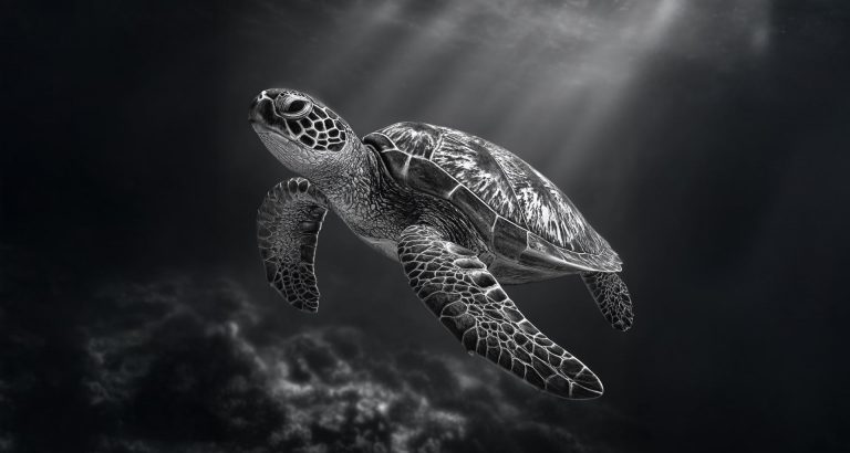 Are You Stressing Out the Sea Turtles? What Snorkelers Should Know in 2026