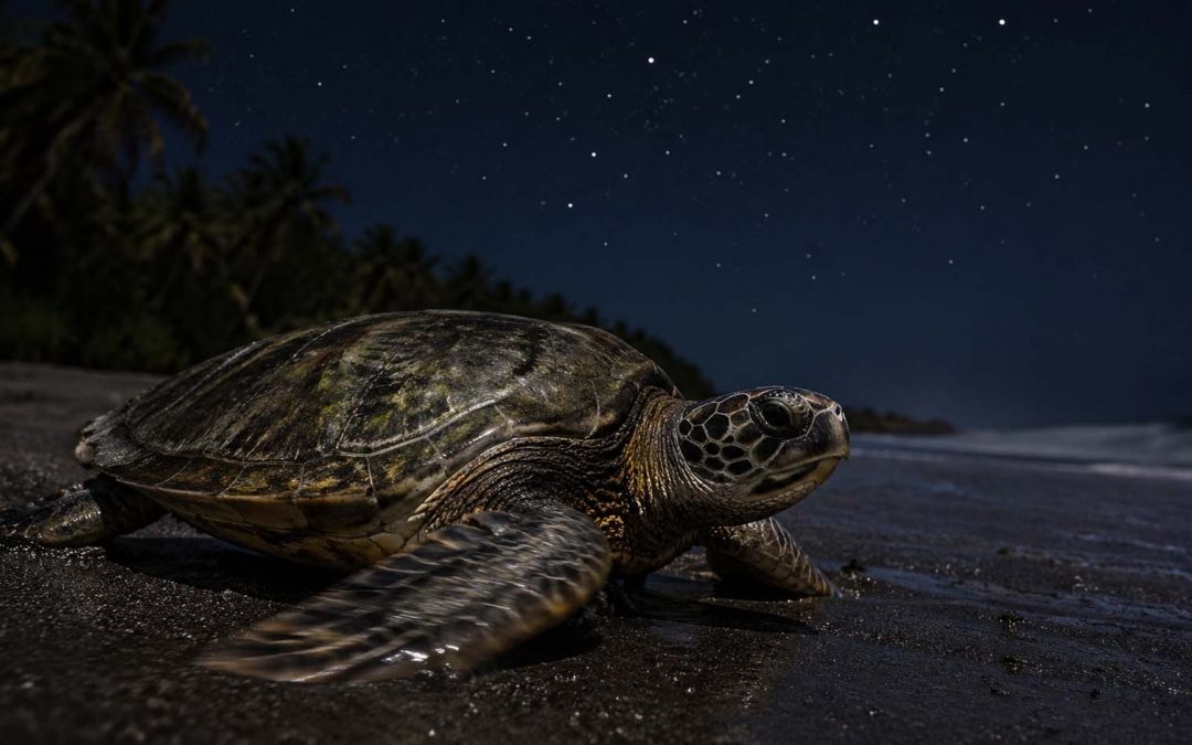 Hawaii Sea Turtle Nesting Season 2026: What to Expect This Summer