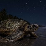 Hawaii Sea Turtle Nesting Season 2026: What to Expect This Summer