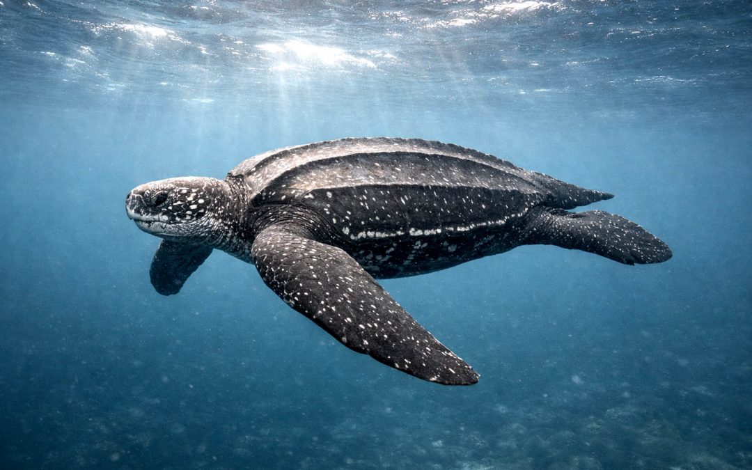 The Leatherback Sea Turtle: The Gentle Giant You Will Never See in Hawaii