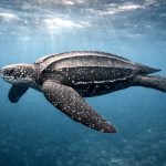 The Leatherback Sea Turtle: The Gentle Giant You Will Never See in Hawaii