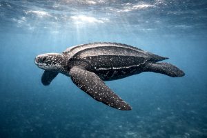 The Leatherback Sea Turtle: The Gentle Giant You Will Never See in Hawaii