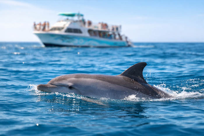 Dolphin watching Oahu