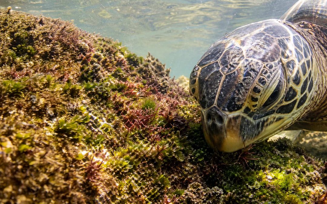 What Do Hawaiian Green Sea Turtles Actually Eat?