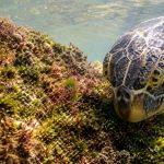 What Do Hawaiian Green Sea Turtles Actually Eat?