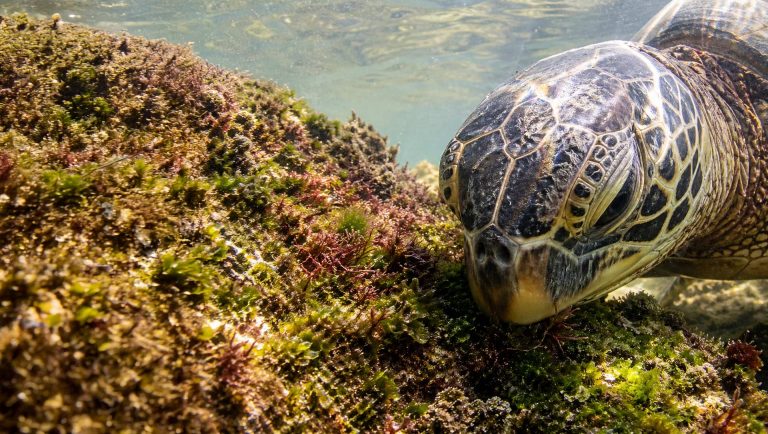 What Do Hawaiian Green Sea Turtles Actually Eat?