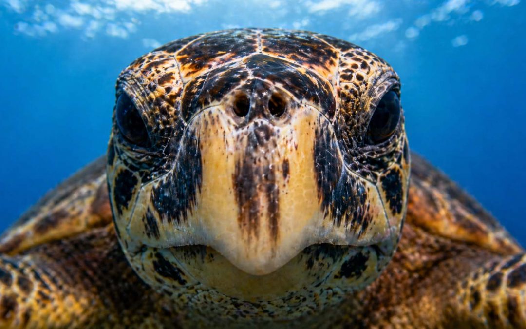 Hawksbill Sea Turtles in Hawaii: The Rarest Honu in the Islands