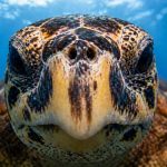 Hawksbill Sea Turtles in Hawaii: The Rarest Honu in the Islands