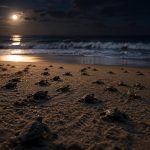 From Sand to Sea: The Incredible First Journey of a Sea Turtle Hatchling