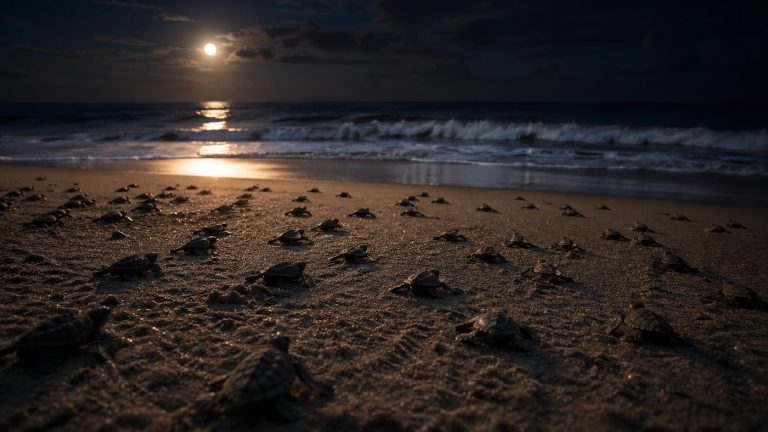 From Sand to Sea: The Incredible First Journey of a Sea Turtle Hatchling